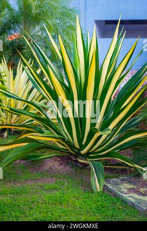Géant cabuya furcraea chanvre Maurice panaché feuillage décoratif plante tropicale Trinité-et-Tobago Banque D'Images