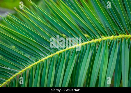 Datte feuille de palmier décorative branche de plante de climat tropical à feuilles persistantes gros plan Banque D'Images