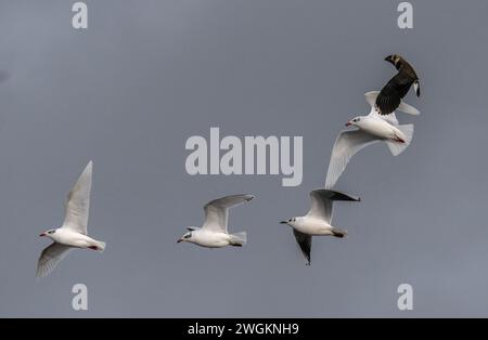 Goélands méditerranéens, Ichthyaetus melanocephalus, en vol, faisant partie d'un troupeau mixte de mouettes près de la lagune côtière, Lodmoor, Dorset. Fin de l'hiver. Banque D'Images