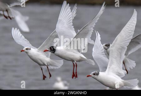 Goéland méditerranéen, Ichthyaetus melanocephalus, en vol, faisant partie d'un troupeau mixte de mouettes près de la lagune côtière, Lodmoor, Dorset. Fin de l'hiver. Banque D'Images