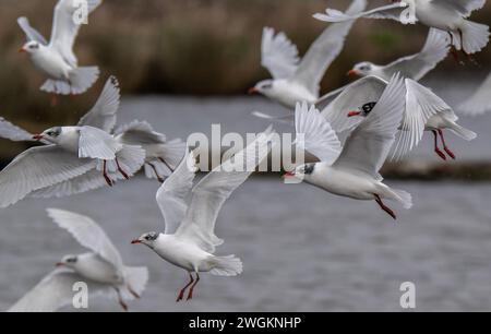 Goéland méditerranéen, Ichthyaetus melanocephalus, en vol, faisant partie d'un troupeau mixte de mouettes près de la lagune côtière, Lodmoor, Dorset. Fin de l'hiver. Banque D'Images