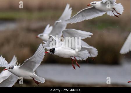 Goéland méditerranéen, Ichthyaetus melanocephalus, en vol, faisant partie d'un troupeau mixte de mouettes près de la lagune côtière, Lodmoor, Dorset. Fin de l'hiver. Banque D'Images