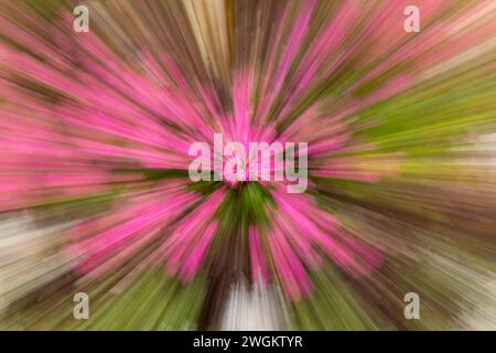 Image abstraite d'une fleur rose, verte et orange photographiée avec un mouvement intentionnel de l'appareil photo en zoomant vers l'arrière. Banque D'Images