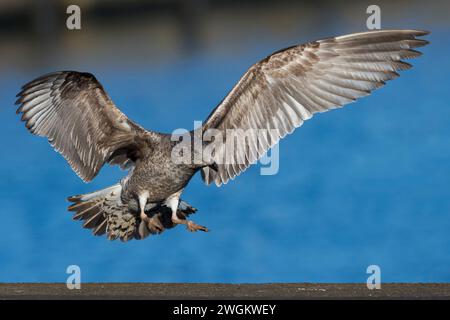 Goéland à pattes jaunes (Larus michahellis, Larus cachinnans michahellis), Goéland à pattes jaunes immature atterrissant sur un mur, Açores, Terceira, Cabo da Praia Banque D'Images