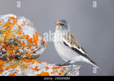 finch des neiges à ailes blanches (Montifringilla nivalis), se trouve sur un rocher couvert de lichen, Suisse, Gemmipass Banque D'Images