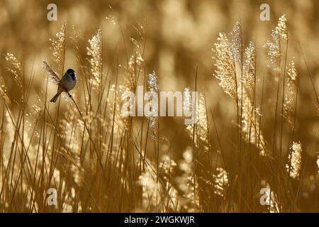 Guirlande de roseaux (Emberiza schoeniclus), mâle dans les roseaux le matin, pays-Bas, Hollande du Sud Banque D'Images