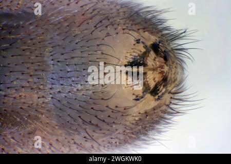 Araignée de cave à corps long, araignée de cave à corps long (Pholcus phalangioides), filière, Allemagne Banque D'Images