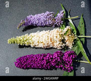 Butterfly Bush, Violet Butterfly Bush, Summer Lilas, Butterfly Bush, Orange eye (Buddleja davidii, Buddleia davidii), en différentes couleurs, Allemagne Banque D'Images
