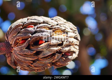 Magnolia du Sud, Bull Ray, Magnolia Evergreen (Magnolia grandiflora), branche avec fruits et graines Banque D'Images