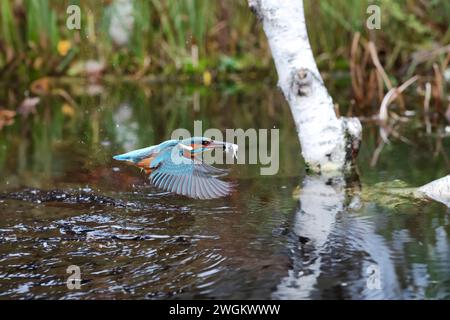 kingfisher (Alcedo atthis), mâle approchant une brindille avec un Moderlieschen capturé dans son bec, Allemagne, Mecklembourg-Poméranie occidentale Banque D'Images