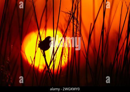 Averne eurasienne, averne nordique (Troglodytes troglodytes), chant masculin dans les roseaux au lever du soleil, pays-Bas, Hollande méridionale, Rottemeren Banque D'Images