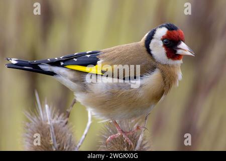 Orangerie eurasienne (Carduelis carduelis), perchée sur une teasel, vue de côté, Italie, Toscane Banque D'Images