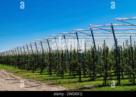 pommier (Malus domestica), plantation de pommiers avec protection contre la grêle, Allemagne Banque D'Images
