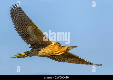 Amère eurasienne, grande amère (Botaurus stellaris), en vol planant dans le ciel bleu, vue de côté, Italie, Toscane, Piana fiorentina; Stagno dei Caval Banque D'Images