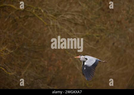 Héron gris (Ardea cinerea), en vol avec du matériel de nidification dans son bec tôt le matin, pays-Bas, Hollande méridionale Banque D'Images