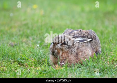 Lièvre européen, lièvre brun (Lepus europaeus), couché dans un pré, Allemagne, Schleswig-Holstein Banque D'Images