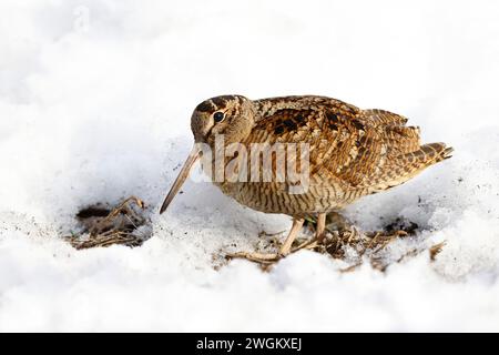 Bécasse eurasienne (Scolopax rusticola), dans la neige, pays-Bas, Hollande méridionale Banque D'Images
