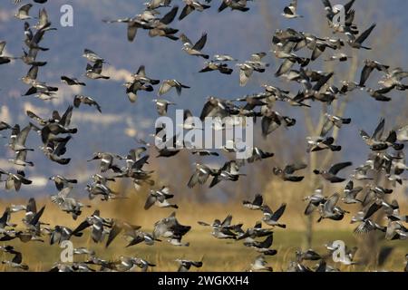 Pigeon de bois (Columba palumbus), volant vers le haut du troupeau, vue de côté, Italie, Toscane Banque D'Images