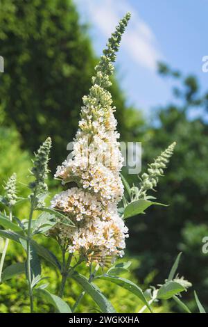 Butterfly Bush, Violet Butterfly Bush, Summer lilas, Butterfly Bush, Orange eye (Buddleja davidii, Buddleia davidii), avec des fleurs blanches, Allemagne Banque D'Images