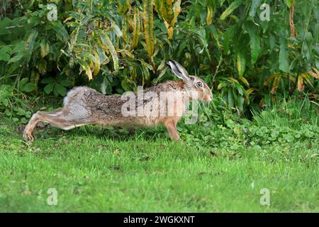 Lièvre européen, lièvre brun (Lepus europaeus), s'étendant sur le bord du pré, vue latérale, Allemagne, Schleswig-Holstein Banque D'Images