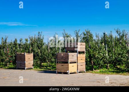 pommier (Malus domestica), boîtes en bois pour stocker les pommes dans un verger de pommiers, récolte de pommes, Allemagne Banque D'Images