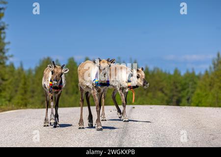 Renne européen, caribou européen (Rangifer tarandus tarandus), trois rennes marchant ensemble dans une rue, marqués avec des émetteurs et colorés c Banque D'Images