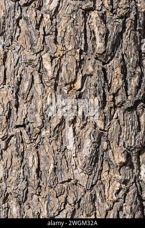 Texture de fond d'écorce de grand Joshua Tree ou Yucca brevifolia Banque D'Images