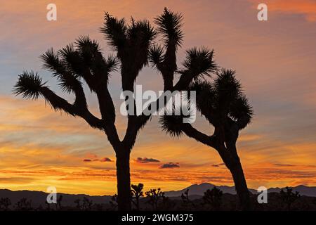 Coucher de soleil au parc national de Joshua Tree avec des joshua Trees et lointain San Gorgonio Mountain Banque D'Images