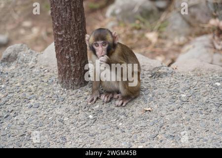 Jeune singe japonais sauvage à Takasaki Mountain à Beppu, Japon Banque D'Images