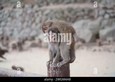 Jeune singe japonais sauvage à Takasaki Mountain à Beppu, Japon Banque D'Images