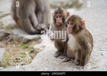 Jeune singe japonais sauvage à Takasaki Mountain à Beppu, Japon Banque D'Images