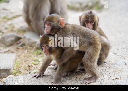 Jeune singe japonais sauvage à Takasaki Mountain à Beppu, Japon Banque D'Images