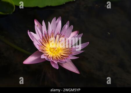 Gros plan de la fleur de nénuphar unique Banque D'Images