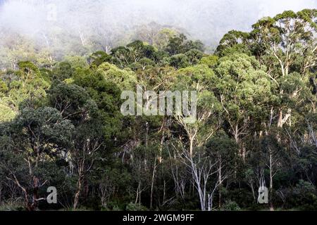 Eucalyptus pauciflora eucalyptus eucalyptus pauciflora dans le parc national de Kosciusko, arbres indigènes de l'est de l'Australie, avec brume tôt le matin et brouille cime des arbres, 2024 Banque D'Images