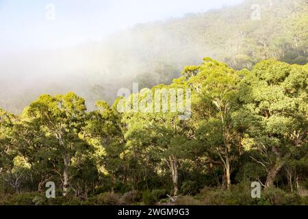 Eucalyptus pauciflora eucalyptus eucalyptus pauciflora dans le parc national de Kosciusko, arbres indigènes de l'est de l'Australie, avec brume tôt le matin et brouille cime des arbres, 2024 Banque D'Images