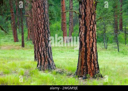 Le pin ponderosa (Pinus ponderosa) forêt, Hells Canyon National Recreation Area, Hells Canyon National Scenic Byway, Oregon Banque D'Images