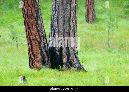 Le pin ponderosa (Pinus ponderosa) forêt, Hells Canyon National Recreation Area, Hells Canyon National Scenic Byway, Oregon Banque D'Images