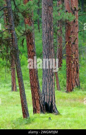 Le pin ponderosa (Pinus ponderosa) forêt, Hells Canyon National Recreation Area, Hells Canyon National Scenic Byway, Oregon Banque D'Images