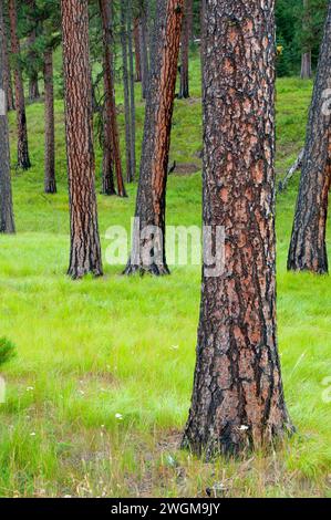 Le pin ponderosa (Pinus ponderosa) forêt, Hells Canyon National Recreation Area, Hells Canyon National Scenic Byway, Oregon Banque D'Images