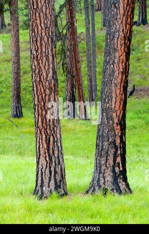 Le pin ponderosa (Pinus ponderosa) forêt, Hells Canyon National Recreation Area, Hells Canyon National Scenic Byway, Oregon Banque D'Images