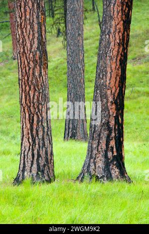 Le pin ponderosa (Pinus ponderosa) forêt, Hells Canyon National Recreation Area, Hells Canyon National Scenic Byway, Oregon Banque D'Images