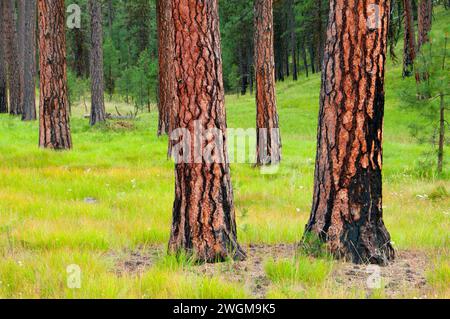 Forêt de pins de Ponderosa (Pinus ponderosa), Hells Canyon National Recreation Area, Oregon Banque D'Images