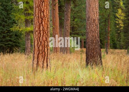 Forêt de pins de Ponderosa (Pinus ponderosa), rivière sauvage et pittoresque d'Imnaha, aire de loisirs nationale de Hells Canyon, route panoramique nationale de Hells Canyon, Ore Banque D'Images