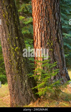 Forêt de pins de Ponderosa (Pinus ponderosa), rivière sauvage et pittoresque d'Imnaha, aire de loisirs nationale de Hells Canyon, route panoramique nationale de Hells Canyon, Ore Banque D'Images