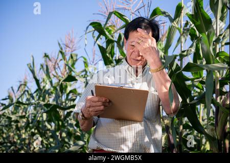 Un agriculteur asiatique âgé fatigué et surchargé de travail travaillant dans son champ de maïs par une journée ensoleillée. concept agricole Banque D'Images