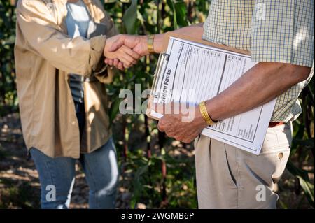 Image en gros plan d'un agriculteur ou d'un propriétaire de ferme expérimenté serrant la main d'une femme fournisseur ou agronome dans son champ de maïs. Banque D'Images