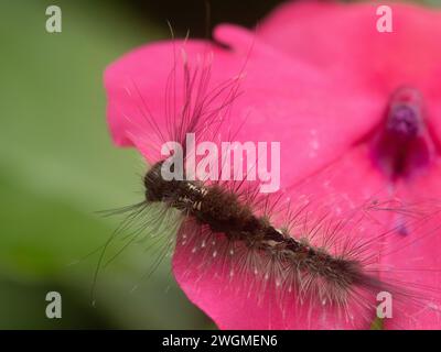 Une chenille est assise sur une fleur rouge Banque D'Images