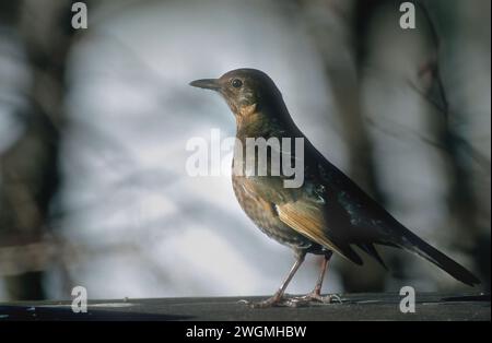 Portrait femelle Eurasian Blackbird ( Turdus merula), Allemagne Banque D'Images