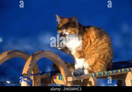 Gingembre et chat blanc sur traîneau à neige, Banque D'Images