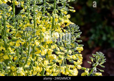 gros plan de fleurs de brocoli jaunes dans un jardin avec abeille Banque D'Images